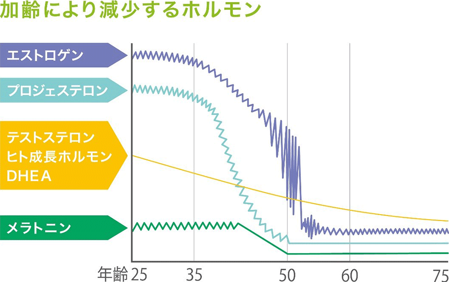 加齢により現象するホルモン