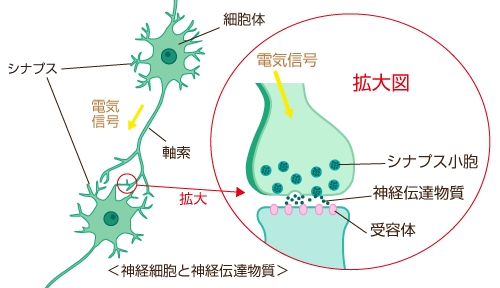 感情を左右する物質