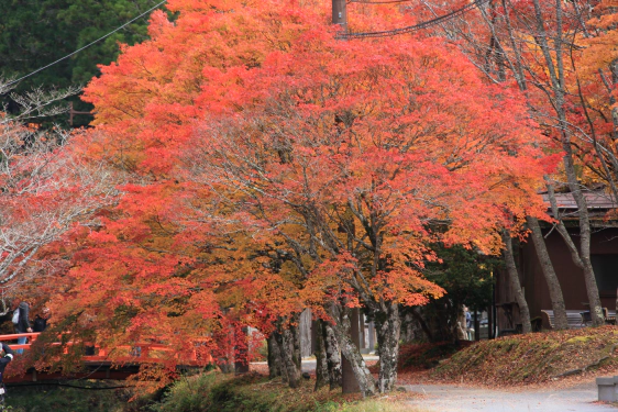 高野山の紅葉