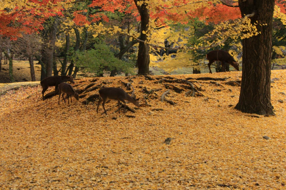 奈良公園