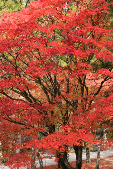 高野山の紅葉