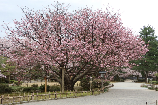 脂肪細胞の不思議