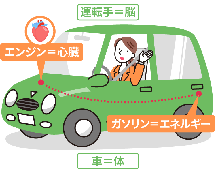 体を車に例えてみましょう