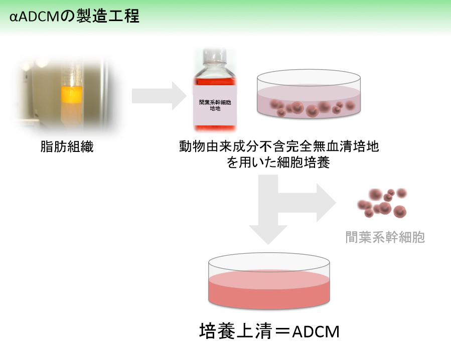 幹細胞療法と幹細胞培養上清液の違いについて