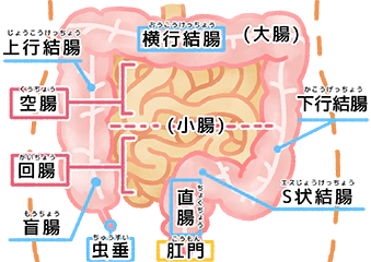 腸の役割